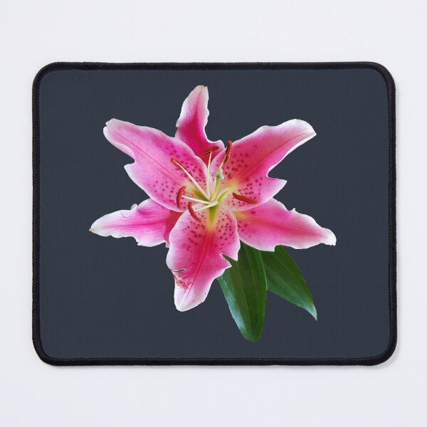 Item preview, Stargazer Lily Flower on Dark Blue Square designed and sold by ellenhenry.