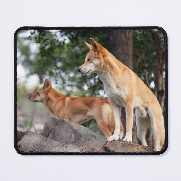 Item preview, Pair of Australian Dingoes designed and sold by Siene Browne.