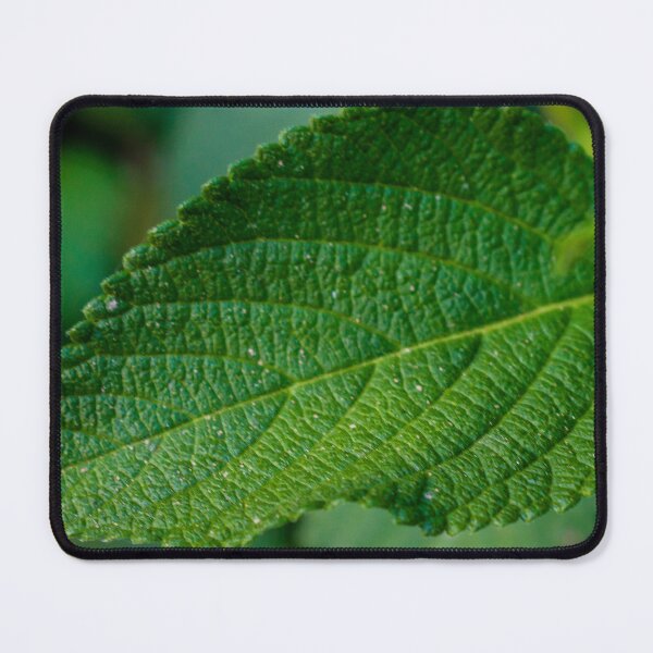 Item preview, Close-Up Green Leaf Texture Showing Prominent Veins and Natural Surface Detail in Soft Background designed and sold by Nmallia.