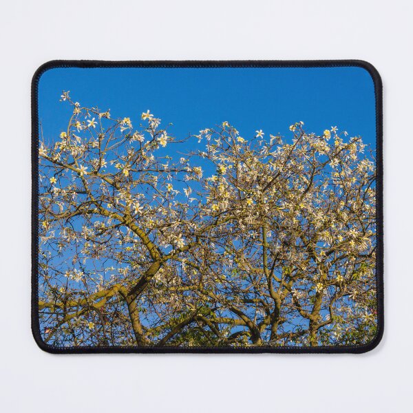 Item preview, Star Magnolia Tree in Bloom Against Clear Blue Sky With Delicate White Flowers and Branches designed and sold by Nmallia.