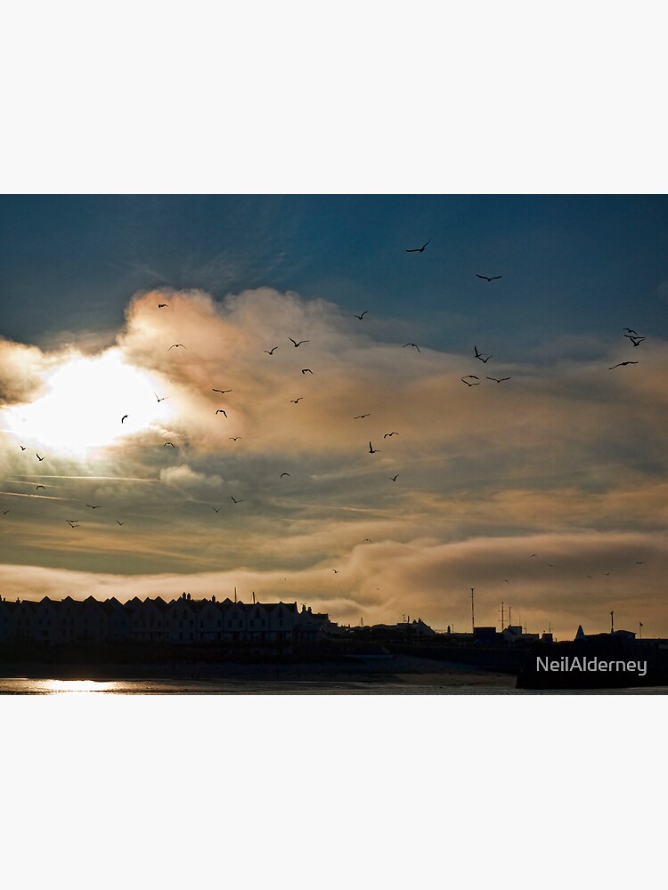 Flocking Seagulls! by NeilAlderney