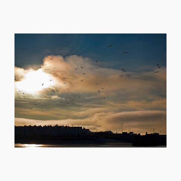 Flocking Seagulls! Photographic Print