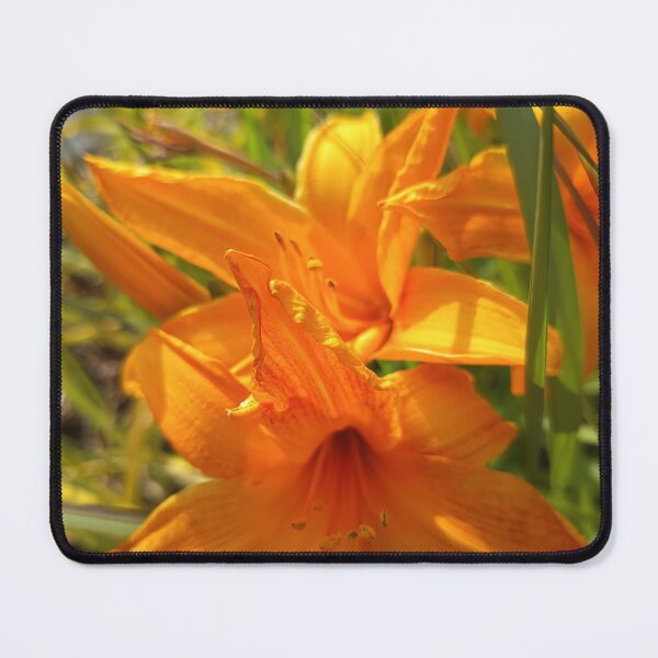 Item preview, Orange Daylily Summer Bloom Close-Up designed and sold by PhuongVoArt.