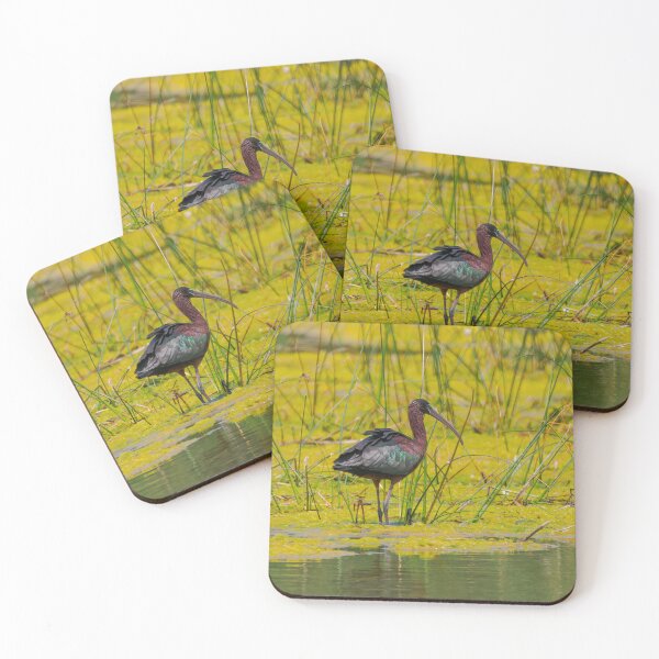 Item preview, Glossy Ibis designed and sold by Ralph Goldsmith.