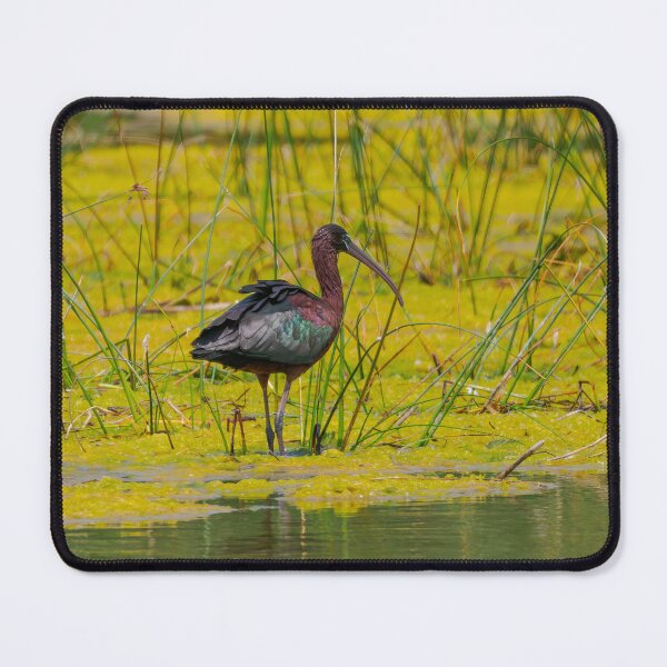 Item preview, Glossy Ibis designed and sold by Ralph Goldsmith.