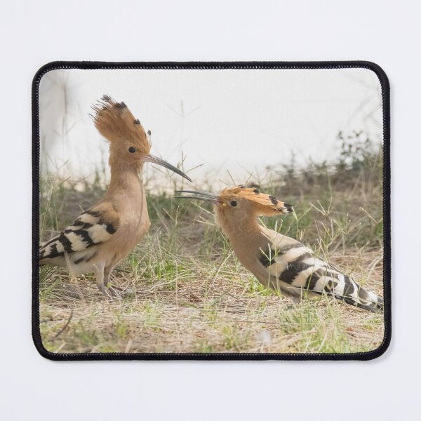 Item preview, Common Hoopoe designed and sold by LaurenTucker.