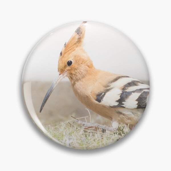 Item preview, Common Hoopoe designed and sold by LaurenTucker.