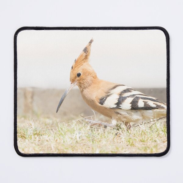 Item preview, Common Hoopoe designed and sold by LaurenTucker.
