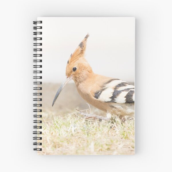 Item preview, Common Hoopoe designed and sold by LaurenTucker.