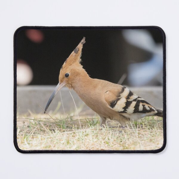Item preview, Common Hoopoe designed and sold by LaurenTucker.