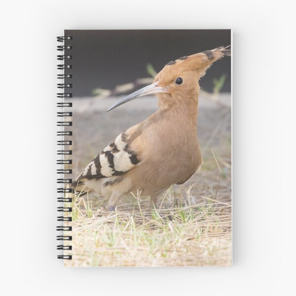 Item preview, Common Hoopoe designed and sold by LaurenTucker.
