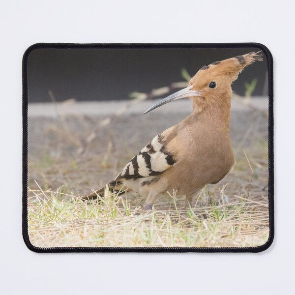 Item preview, Common Hoopoe designed and sold by LaurenTucker.