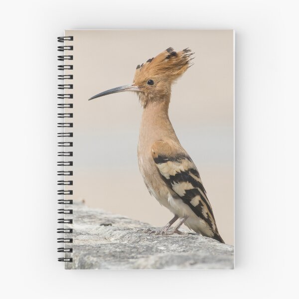 Item preview, Common Hoopoe designed and sold by LaurenTucker.