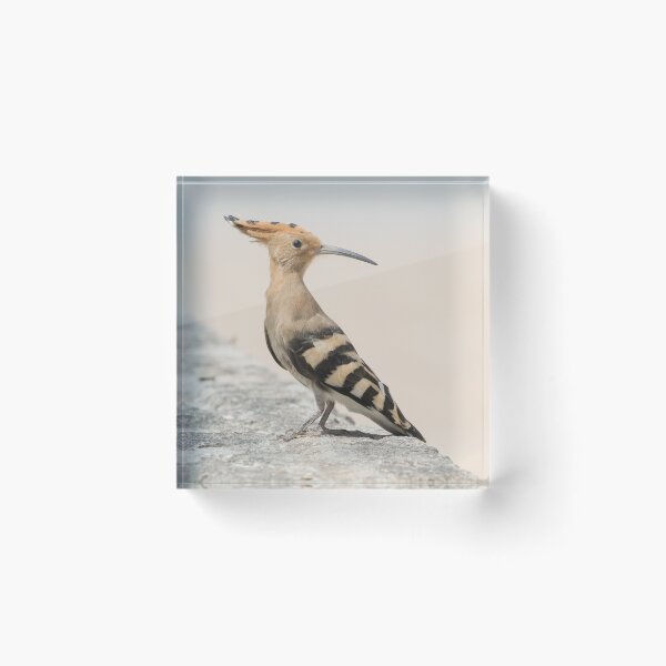 Item preview, Common Hoopoe designed and sold by LaurenTucker.