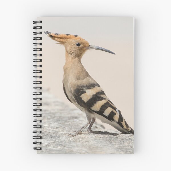 Item preview, Common Hoopoe designed and sold by LaurenTucker.