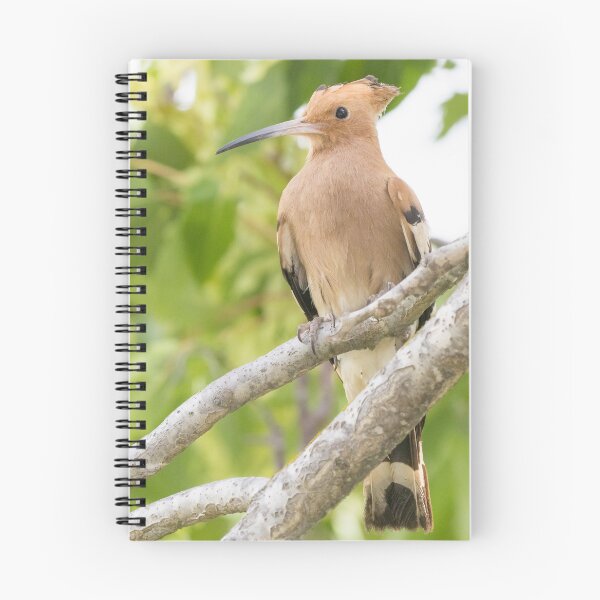 Item preview, Common Hoopoe designed and sold by LaurenTucker.