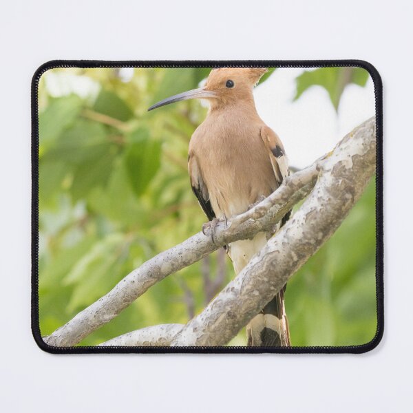 Item preview, Common Hoopoe designed and sold by LaurenTucker.