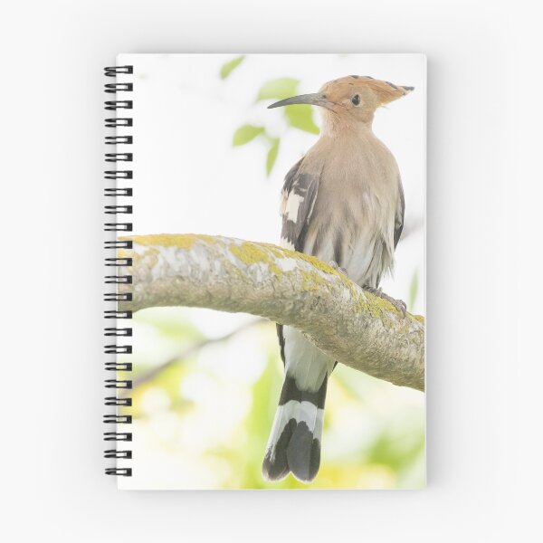 Item preview, Common Hoopoe designed and sold by LaurenTucker.