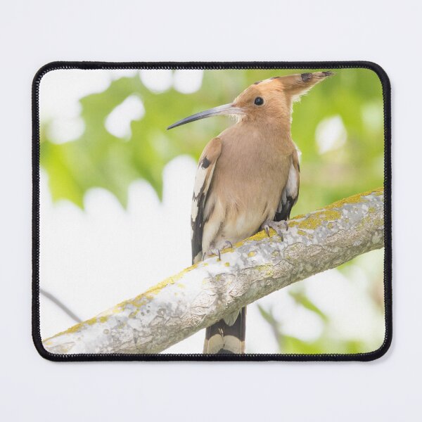 Item preview, Common Hoopoe designed and sold by LaurenTucker.