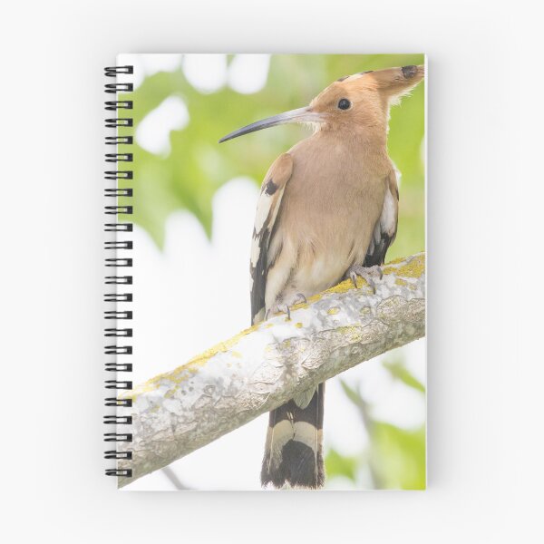 Item preview, Common Hoopoe designed and sold by LaurenTucker.