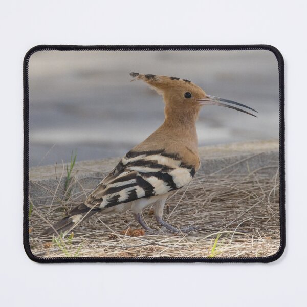 Item preview, Common Hoopoe designed and sold by LaurenTucker.