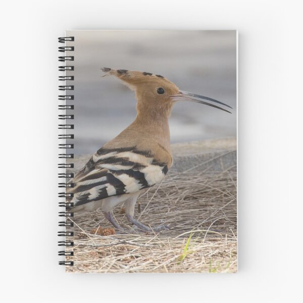 Item preview, Common Hoopoe designed and sold by LaurenTucker.