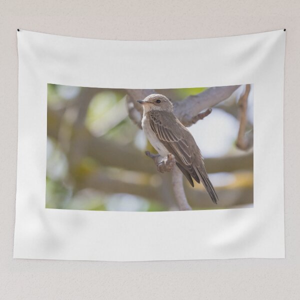 Item preview, Spotted Flycatcher designed and sold by LaurenTucker.