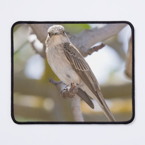 Item preview, Spotted Flycatcher designed and sold by LaurenTucker.