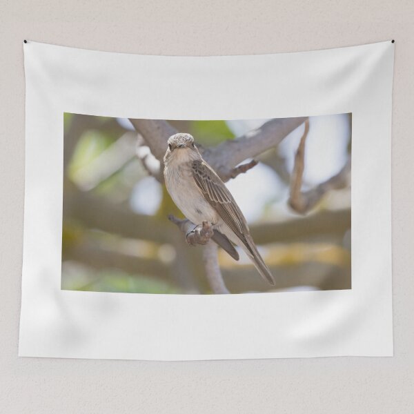 Item preview, Spotted Flycatcher designed and sold by LaurenTucker.