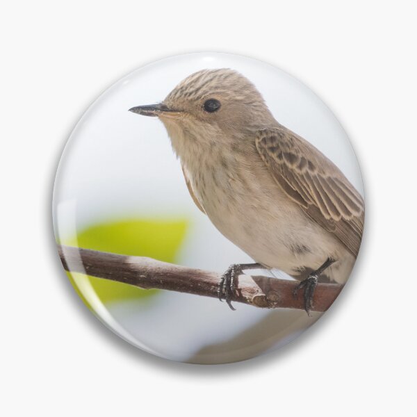 Item preview, Spotted Flycatcher designed and sold by LaurenTucker.