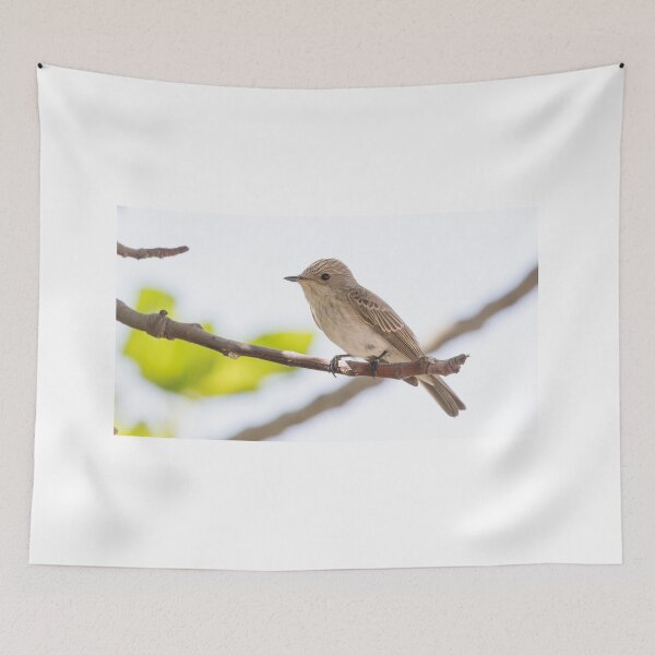 Item preview, Spotted Flycatcher designed and sold by LaurenTucker.