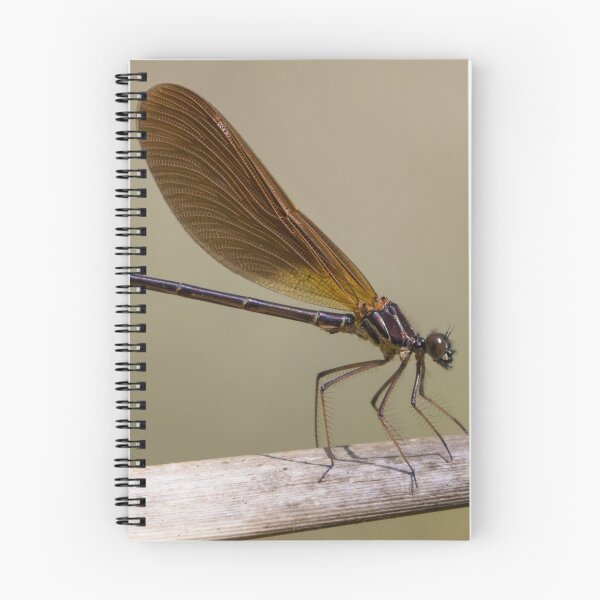 Item preview, Copper Demoiselle designed and sold by LaurenTucker.