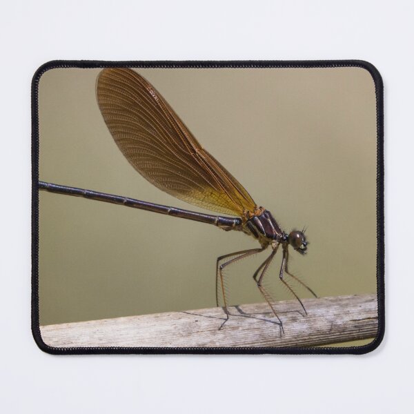 Item preview, Copper Demoiselle designed and sold by LaurenTucker.