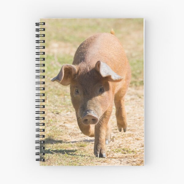 Item preview, Duroc Pig designed and sold by LaurenTucker.