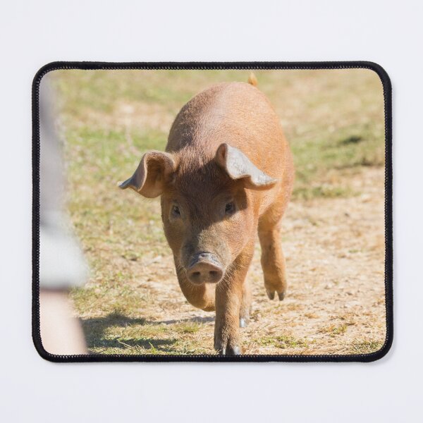 Item preview, Duroc Pig designed and sold by LaurenTucker.