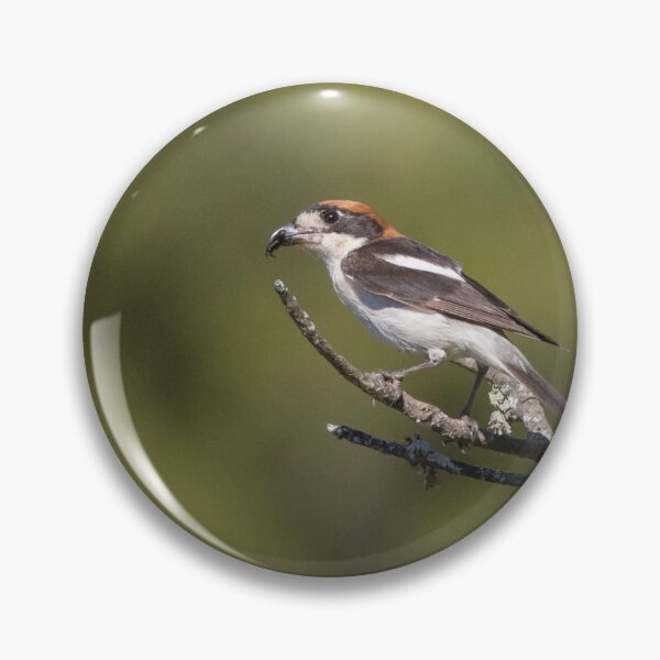 Item preview, Woodchat Shrike designed and sold by LaurenTucker.