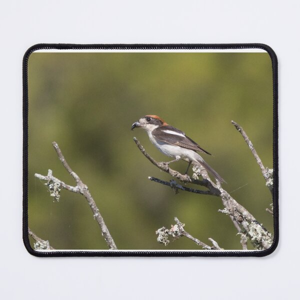 Item preview, Woodchat Shrike designed and sold by LaurenTucker.