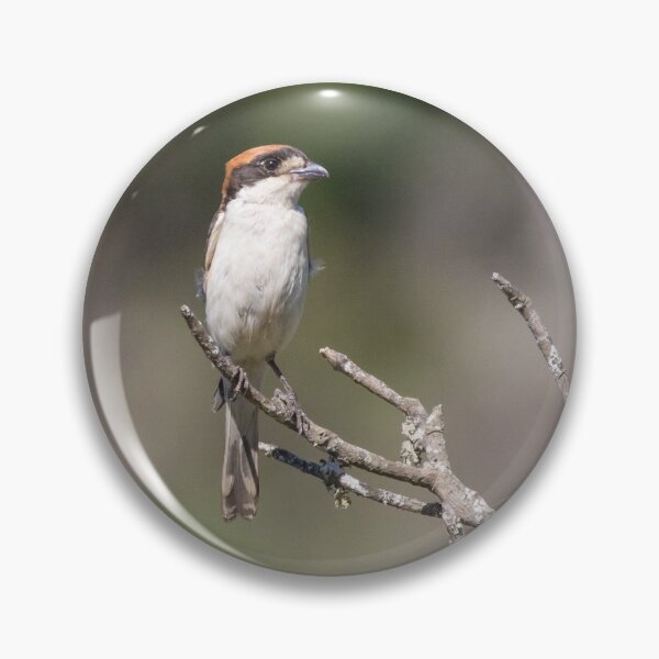 Item preview, Woodchat Shrike designed and sold by LaurenTucker.
