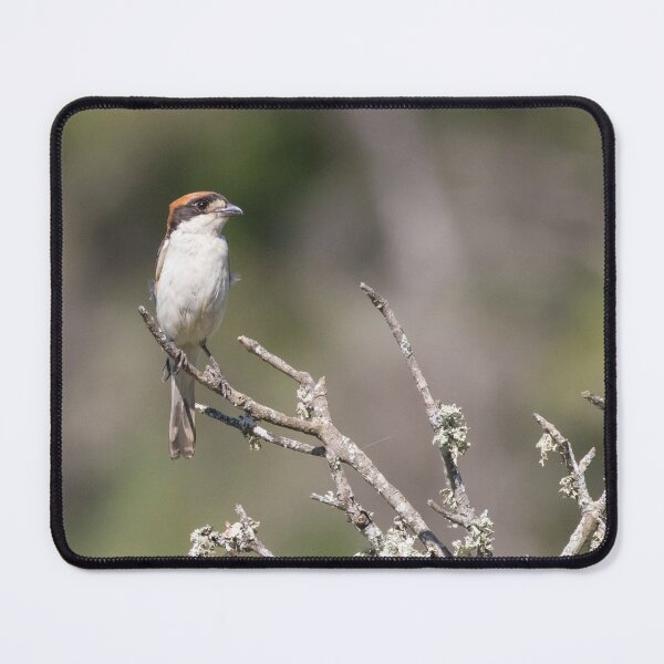 Item preview, Woodchat Shrike designed and sold by LaurenTucker.