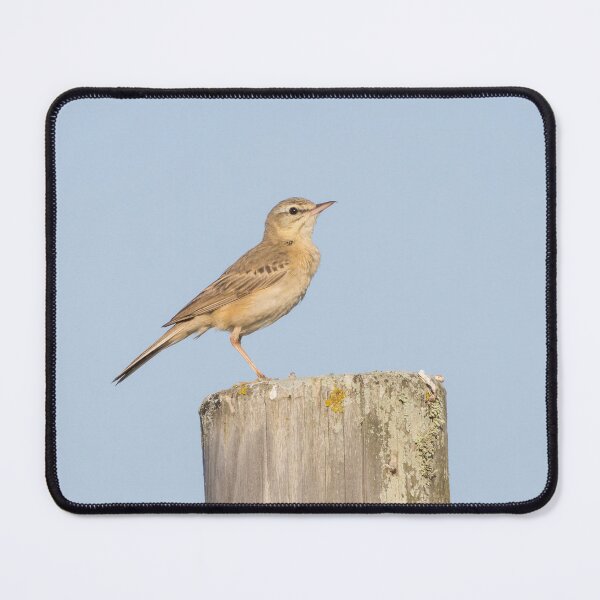 Item preview, Tawny Pipit designed and sold by LaurenTucker.