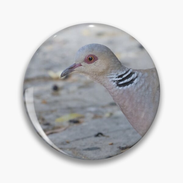 Item preview, European Turtle Dove designed and sold by LaurenTucker.