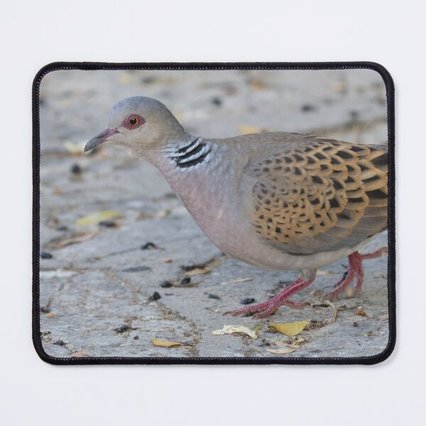 Item preview, European Turtle Dove designed and sold by LaurenTucker.