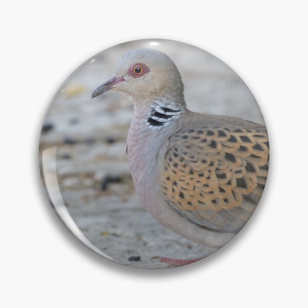 Item preview, European Turtle Dove designed and sold by LaurenTucker.