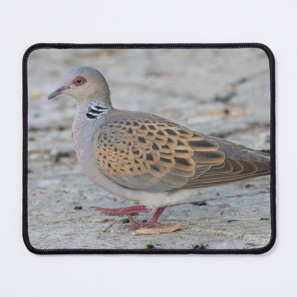 Item preview, European Turtle Dove designed and sold by LaurenTucker.
