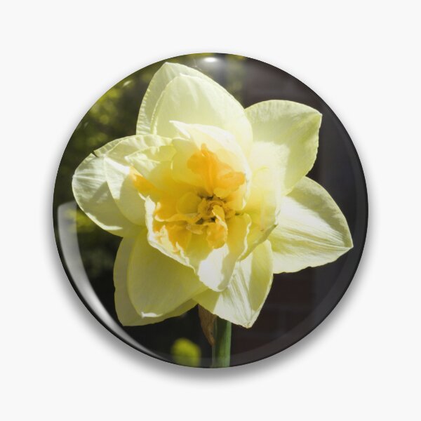 Item preview, Daffodil in Spring sunshine photograph designed and sold by Natimo-Studio.