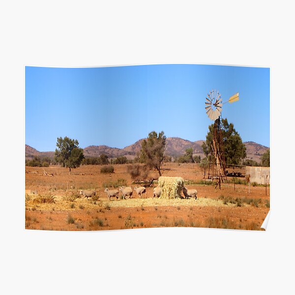 Sheep and windmill, Australia Poster