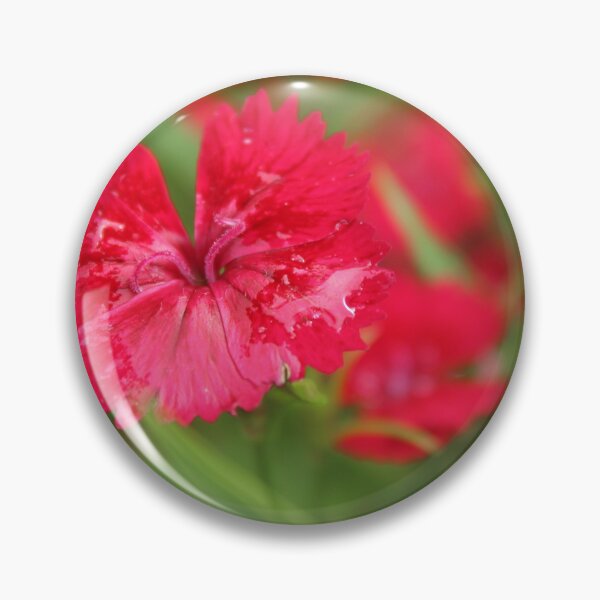 Item preview, Red Sweet William Bloom | Cottage Garden Flower Photography designed and sold by Cha-s-lens.