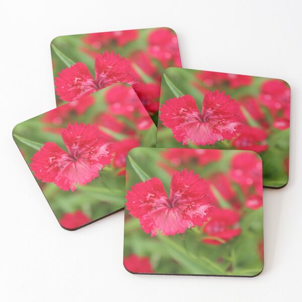 Item preview, Red Sweet William Bloom | Cottage Garden Flower Photography designed and sold by Cha-s-lens.