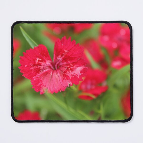 Item preview, Red Sweet William Bloom | Cottage Garden Flower Photography designed and sold by Cha-s-lens.