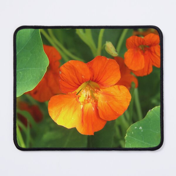 Item preview, Radiant Orange Nasturtium | Cottage Garden Botanical Photography designed and sold by Cha-s-lens.